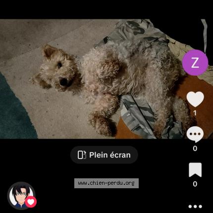 Photo 1/1 Chien retrouvé Perdu à Blainville sur mer