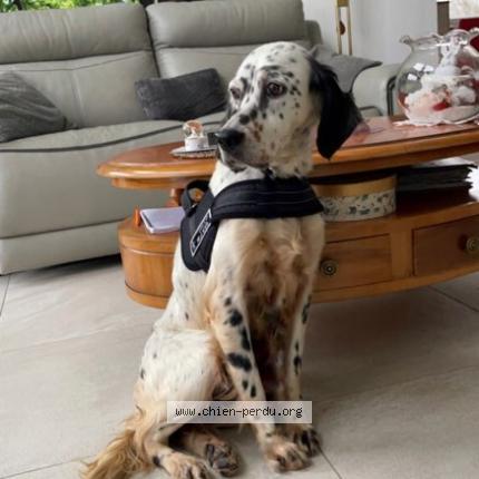 Photo 1/1 Chien retrouvé Perdu à Tavey