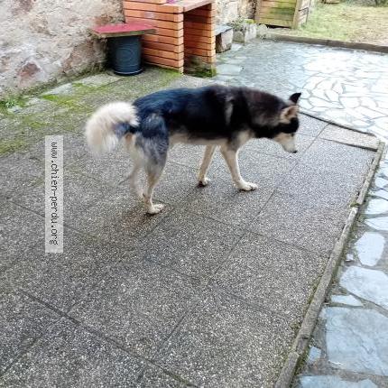 Photo 1/1 Chien retrouvé Trouvé à Saint martial de gimel