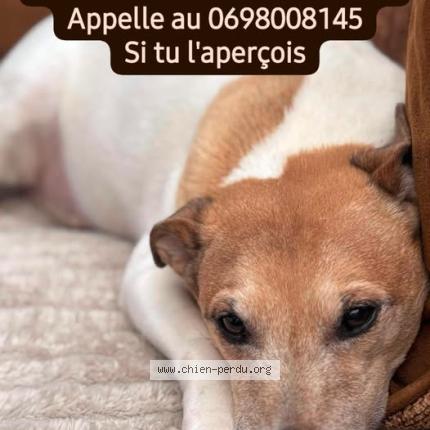 Photo 1/1 Garfield Chien perdu à Etainhus