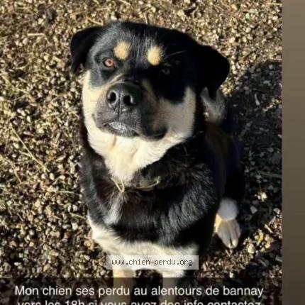 Photo de chien perdu à Fouchard