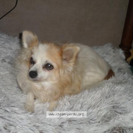 Photo 1/1 lotissement les Coustouye Chien perdu à Valreas