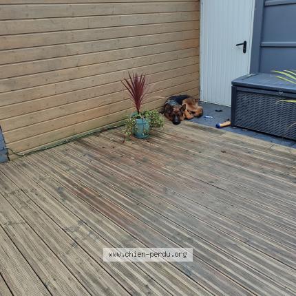 Photo 1/1 Chien retrouvé Trouvé à Montigny en ostrevent