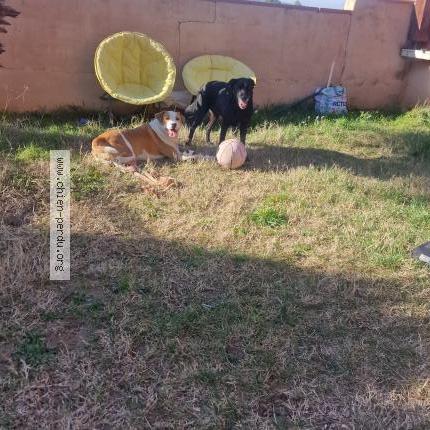 Photo 1/1 Chien retrouvé Trouvé à Llupia