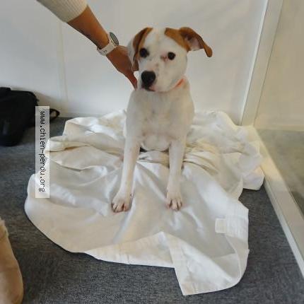 Photo 1/1 Chien retrouvé Trouvé à Trignac