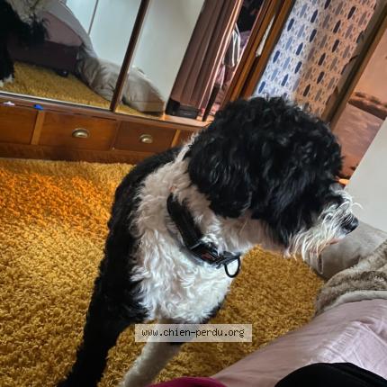 Photo 1/1 Duc Chien perdu à Noisy le grand