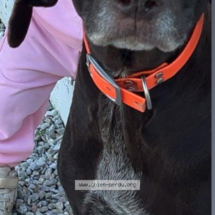 Photo 2/2 Diane Chien perdu à Castres