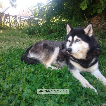 Photo 1/1 Chien retrouvé Perdu à Combree