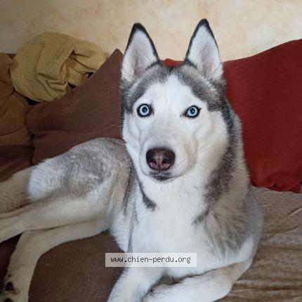 Photo 1/1 Chien retrouvé Perdu à Combree