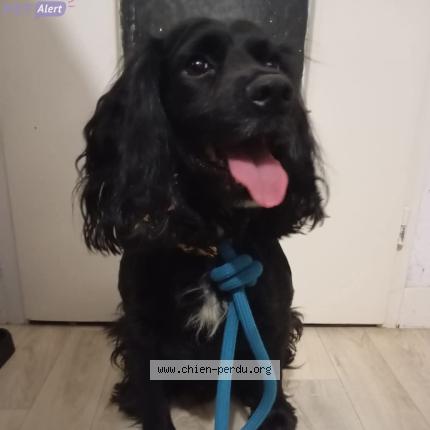 Photo 1/1 Chien trouvé Trouvé à Macon