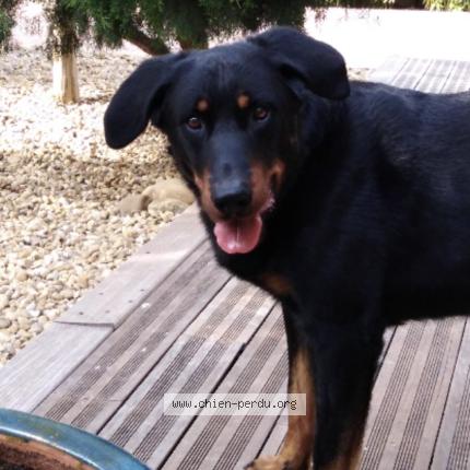 Photo 1/1 Leito Chien perdu à Teyran