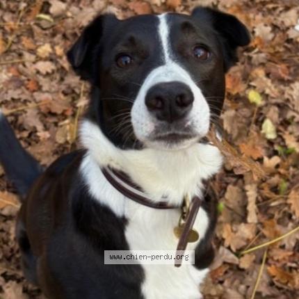 Photo 1/1 Border collie Chien perdu à Lamorlaye
