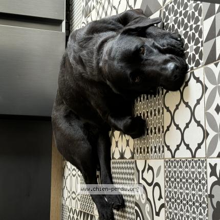 Photo 1/1 Chien retrouvé Perdu à Villeneuve les maguelone