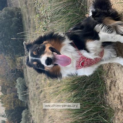 Photo 1/1 Chien retrouvé Perdu à Rognes