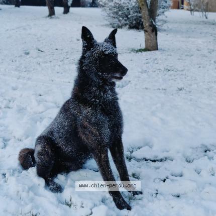 Photo de chien perdu à Montaigu