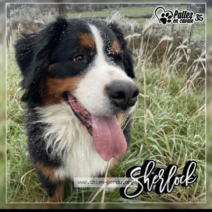 Photo 1/1 Chien retrouvé Perdu à Maure de bretagne