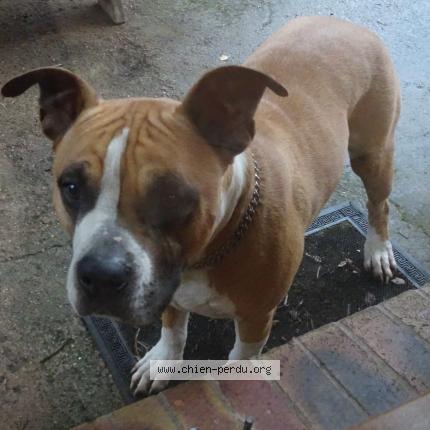 Photo de chien trouvé à Lodeve