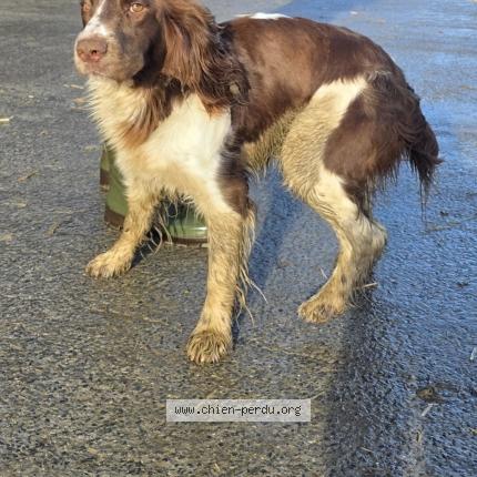 Photo de chien trouvé à Montpinchon