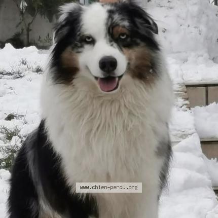 Photo 1/1 Chien retrouvé Perdu à Divion
