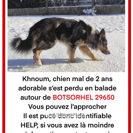 Photo 1/1 Khnoum Chien perdu à Botsorhel