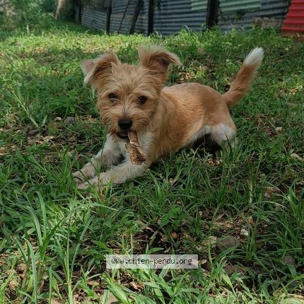 Photo 2/3 Rox Chien perdu à Saint louis