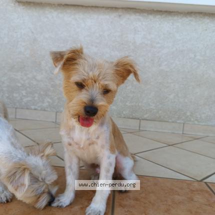 Photo 3/3 Rox Chien perdu à Saint louis