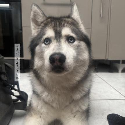 Photo 1/1 Chien trouvé Trouvé à Wattrelos