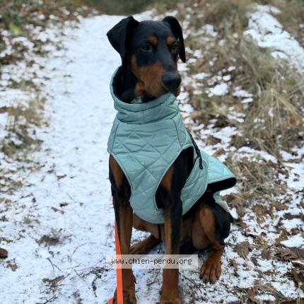 Photo 1/1 Ben Chien perdu à Cucq