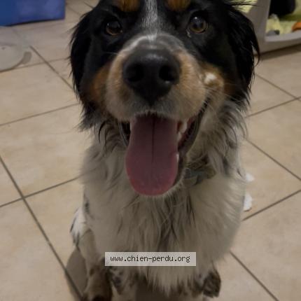 Photo 1/1 Chien retrouvé Trouvé à Royan