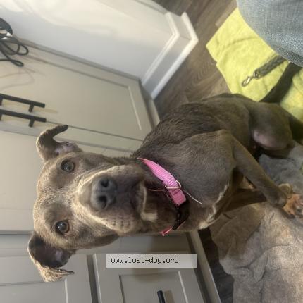 Photo 1/1 Chien trouvé Trouvé à Piedmont