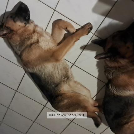 Photo de chien perdu à Torce Viviers En Charnie