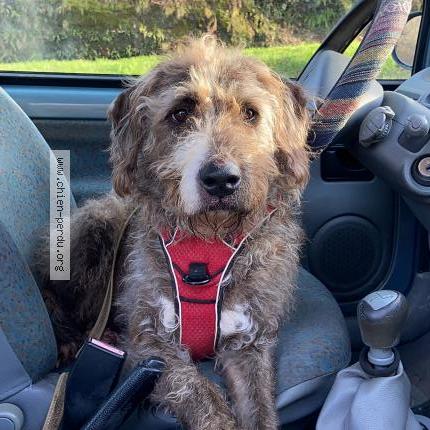 Photo 1/1 Papouille Chien perdu à Noailles