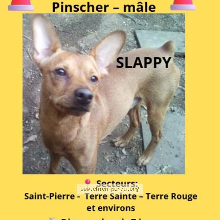 Photo 1/1 Slappy Chien perdu à Saint pierre