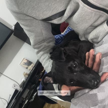 Photo de chien trouvé à Balma Gramont