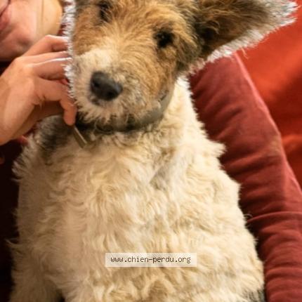 Photo 1/1 Roucky Chien perdu à Serignac