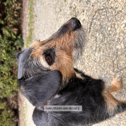 Photo 1/1 Chien retrouvé Trouvé à Toulouse