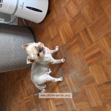 Photo 1/1 Chien retrouvé Perdu à Istres