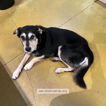 Photo 1/1 Chien trouvé Trouvé à Bardos