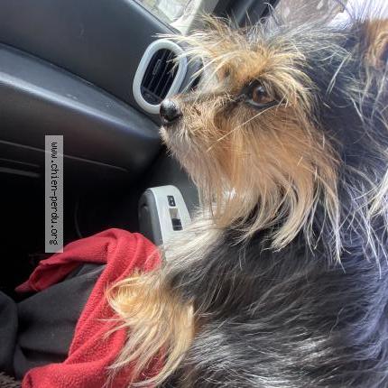 Photo 1/1 Naya Chien perdu à Gennes val de loire