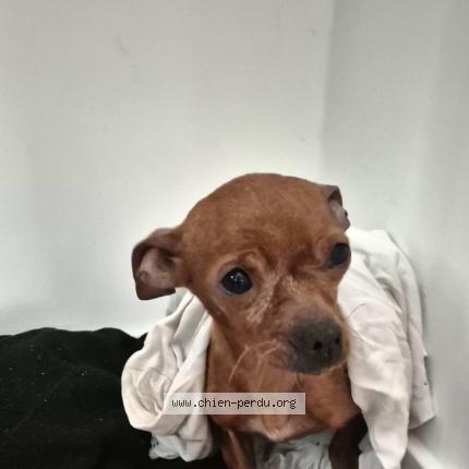 Photo 1/1 Chien retrouvé Trouvé à Ploufragan