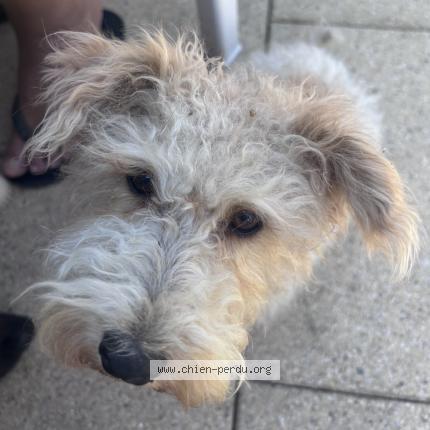 Photo 1/1 Chien retrouvé Perdu à Pia