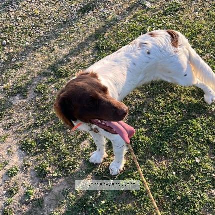 Photo 1/1 Vedette Chien perdu à Vernon france