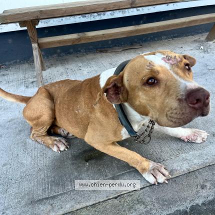 Photo 1/1 Chien trouvé Trouvé à Baie mahault