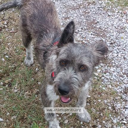 Photo 1/1 Tokio Chien perdu à Clermont l herault
