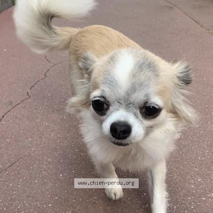 Photo 1/1 Lotty Chien perdu à Paris