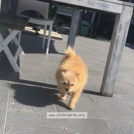 Photo 1/1 Chien retrouvé Perdu à Vigneux sur seine