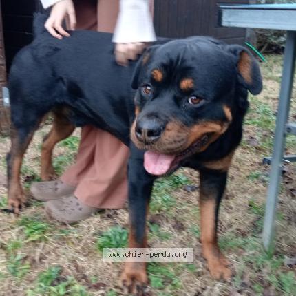 Photo 1/1 Chien trouvé Trouvé à Gonfaron