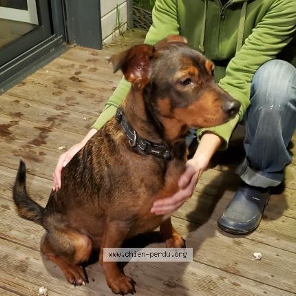 Photo 1/1 Chien retrouvé Trouvé à Nesmy