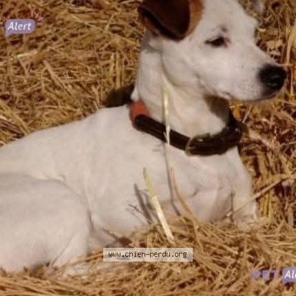 Photo 1/1 Jojo Chien perdu à Pleurtuit