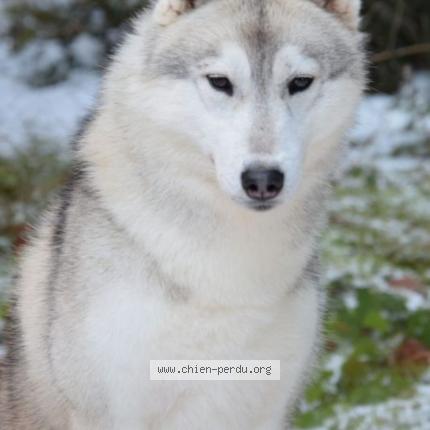 Photo 1/1 Chien retrouvé Perdu à La roche sur foron
